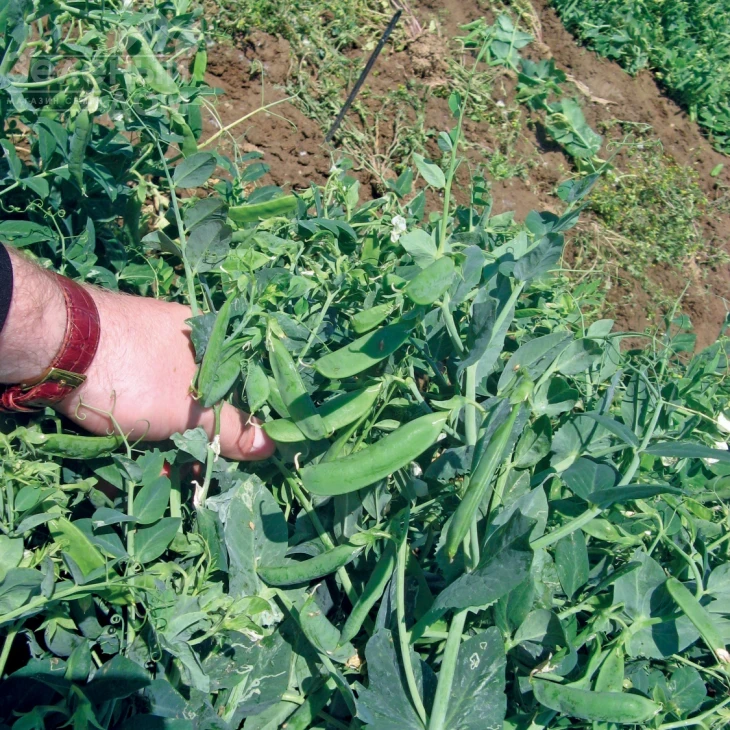 Скинадо / Skinado ,65 дней фото 1