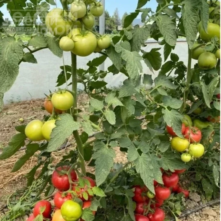 Бурпінк F1 / Burpink F1 фото 1