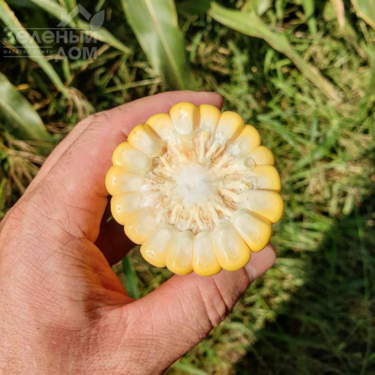 3517 F1 / 3517 F1,75 днів фото 3