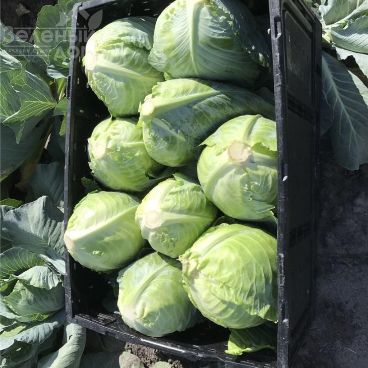 Ботран F1 / Botran F1,83 дні фото 2