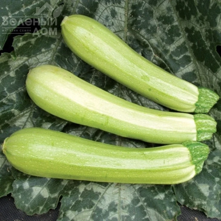 Конкордия F1 / Concordiya F1 фото 1