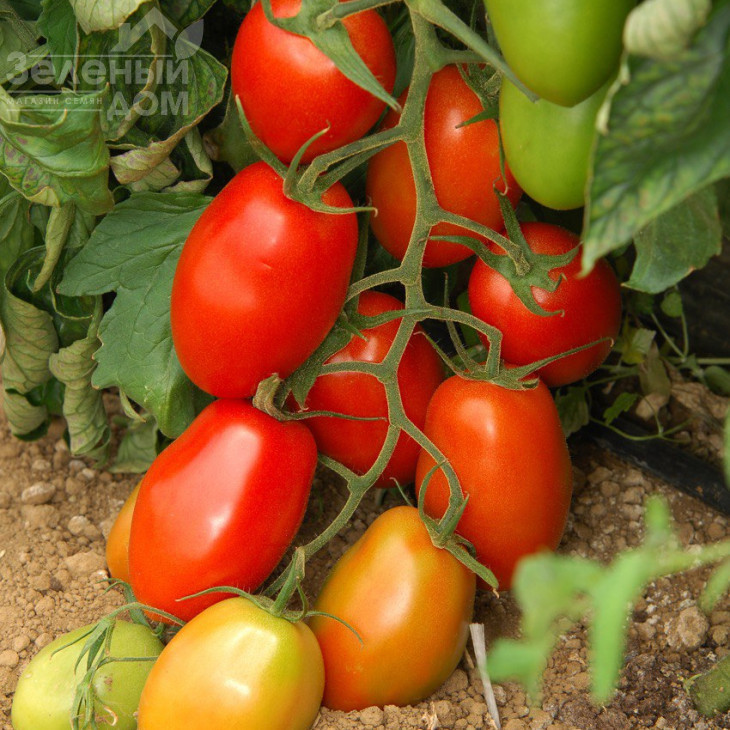 Океано F1 / Okeano F1, 67-72 днів фото 2