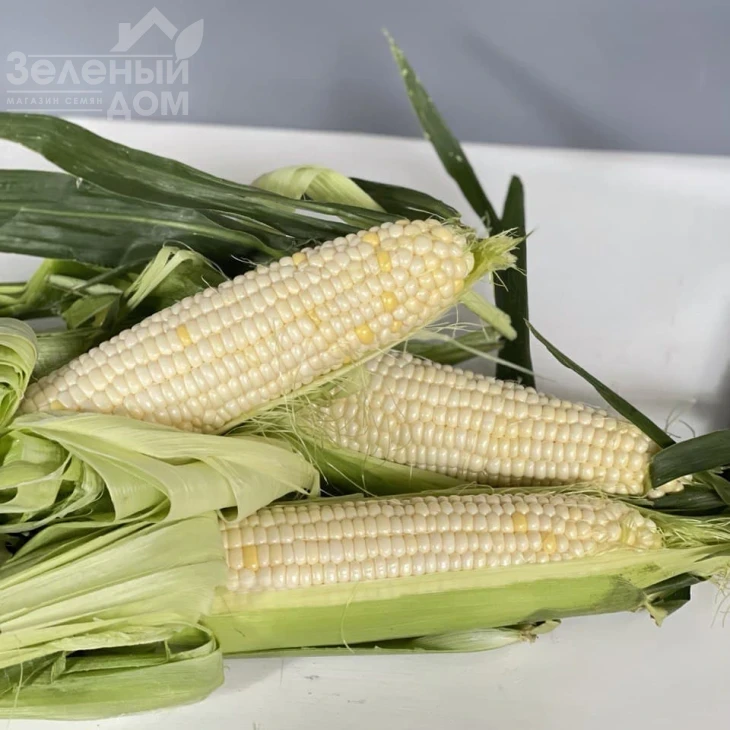 Николь F1 / Nicole F1, 70-72 дня фото 1