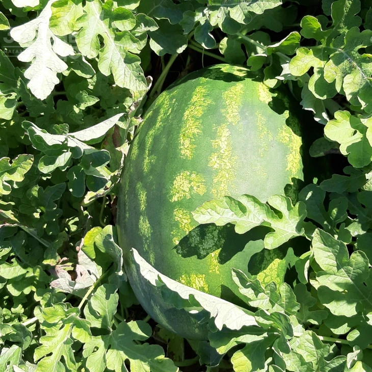 Брэндон F1 / Brandon F1, 62-65 дней фото 4