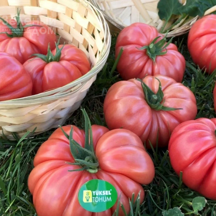 Пинк Кой F1 / Pink Coy F1,105-115 дней фото 3