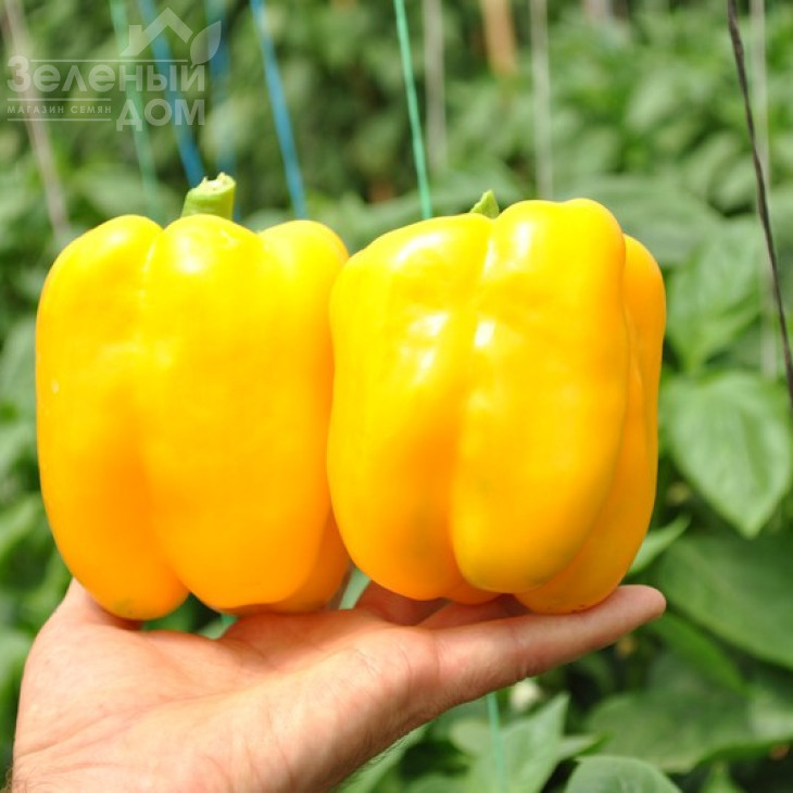 Спрінгбокс F1 / Springboks F1,65-70 днів фото 2