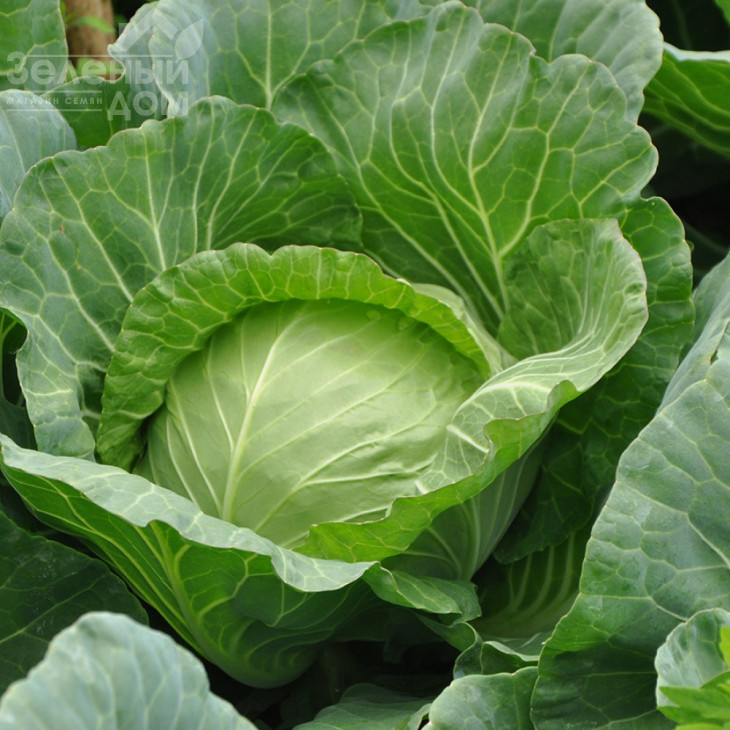 Магнус F1 / Magnus F1,53-58 днів фото 1