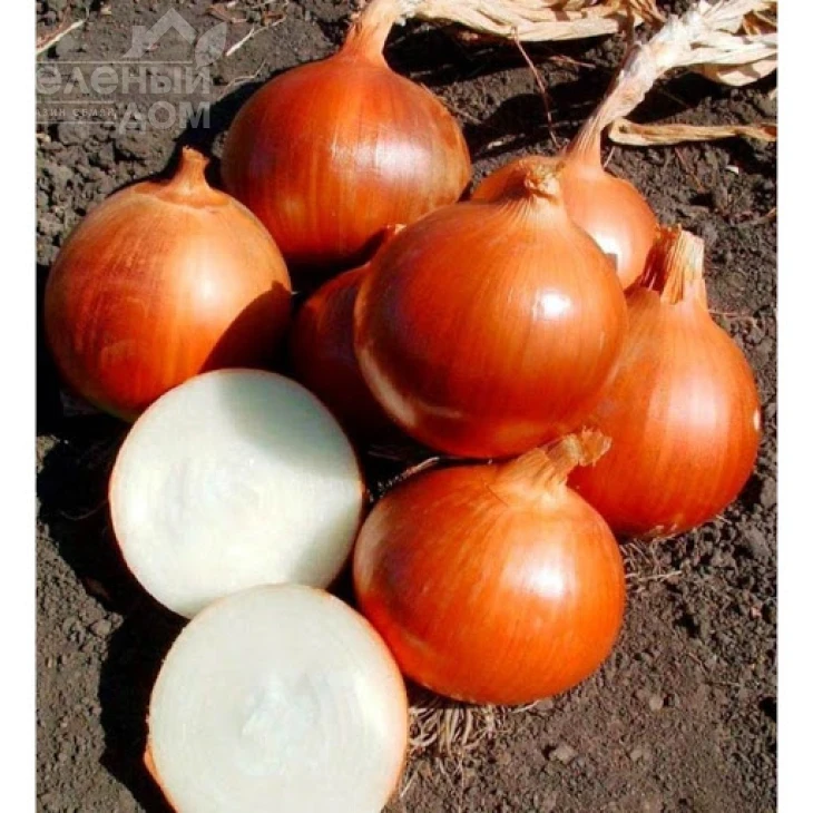 Универсо F1 / Universo F1,110-115 дней фото 2