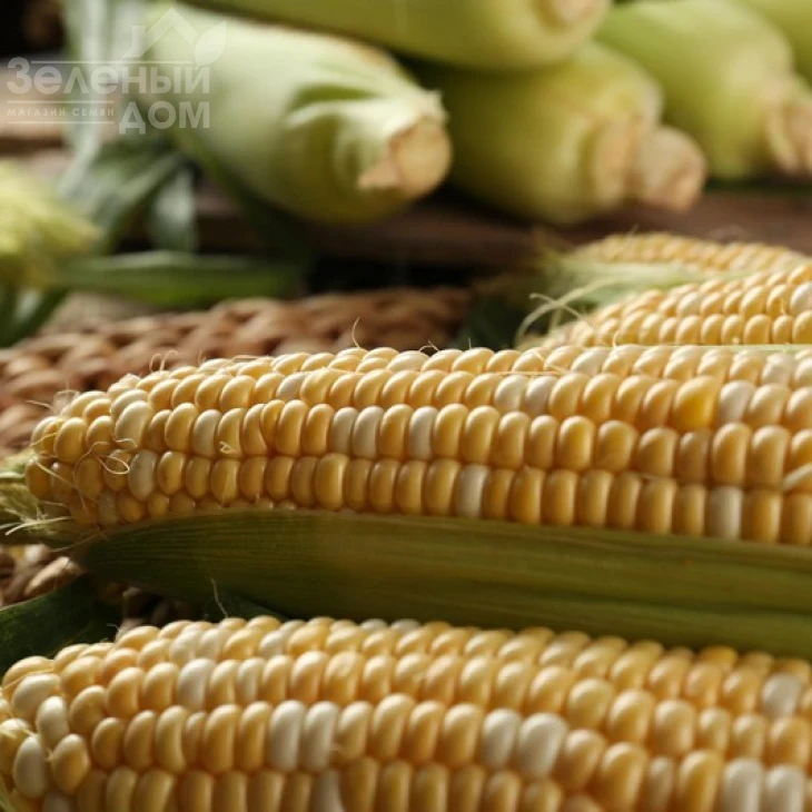 Ракель F1 / Rakel F1,72-73 дня фото 3