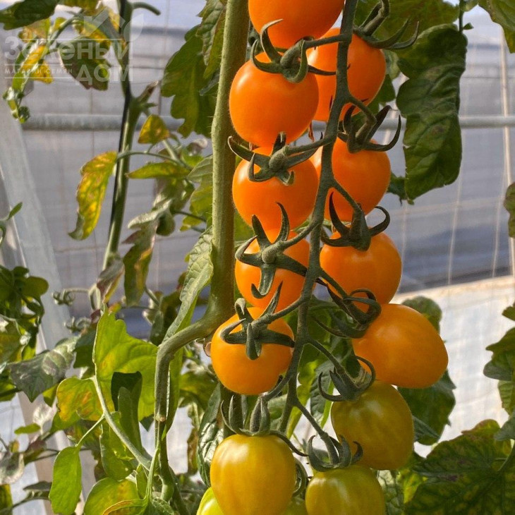 Мода F1 / Fashion F1,115-120 днів фото 3