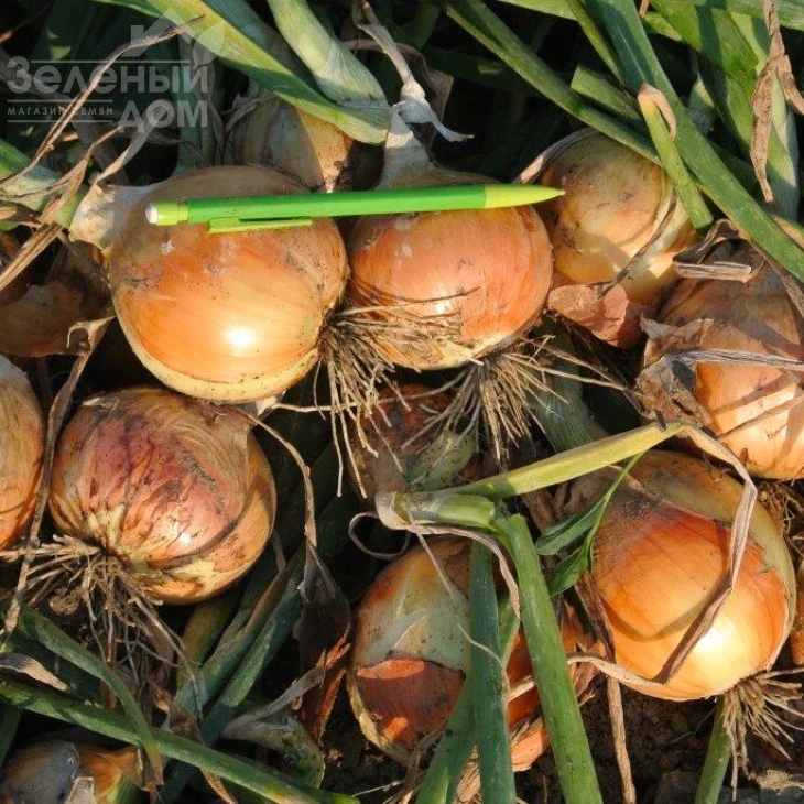 Ногал F1 / Nogal  F1 фото 4