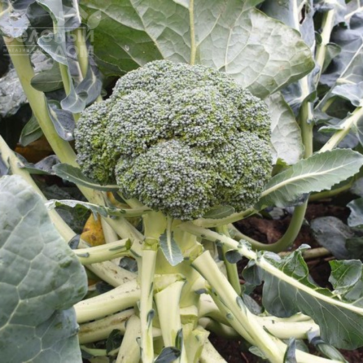 Вавілон F1 / Vavylon F1,65-70 днів фото 1