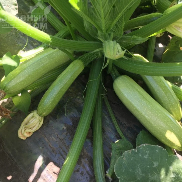 Ардендо 174 F1 / Ardendo 174 F1,40-45 дней фото 2