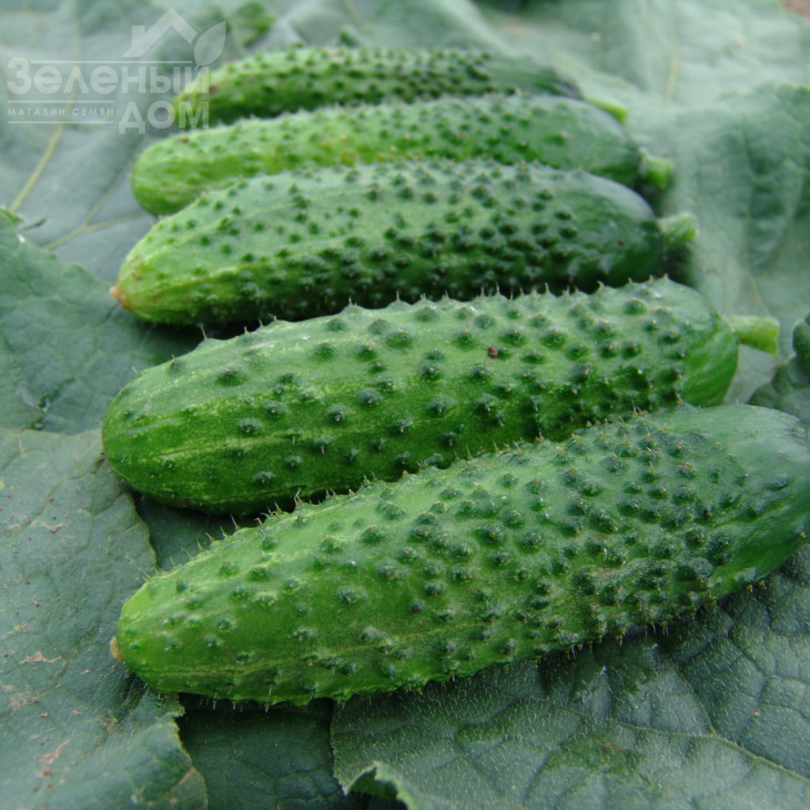 Алоє F1 / Aloje F1 фото 1