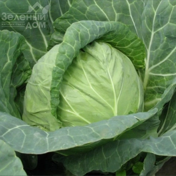 Ландини F1 / Landini F1 фото 1