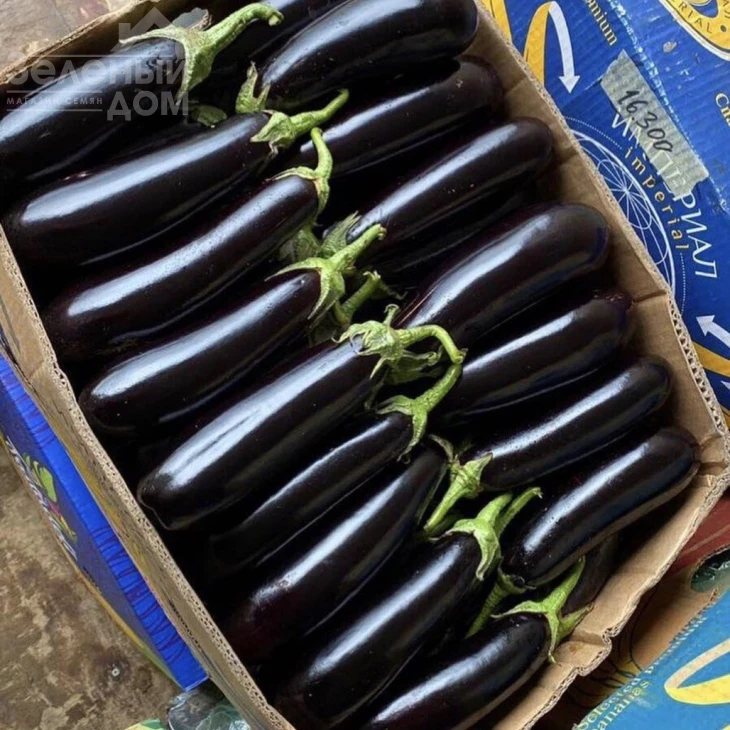 Казимир F1 / Casimir F1,55-60 дней фото 1