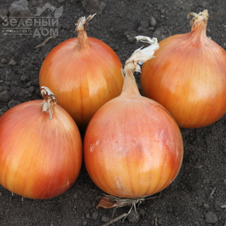 Альбатрос F1 / Albatross F1, 280-290 днів фото 1