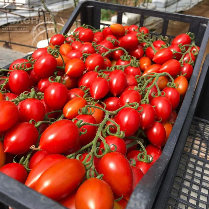 Саморі F1 / Samori F1, 65-70 днів фото 3