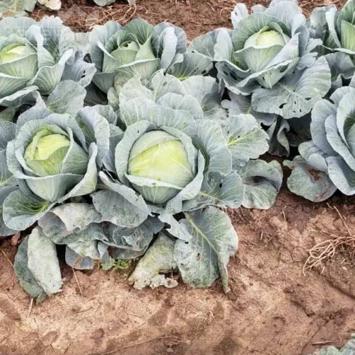 Сапфір F1 NWB / Sapfir F1 NWB,110 днів фото 2