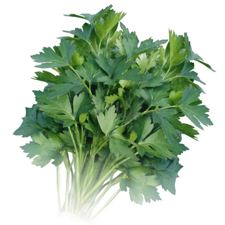 Итальянский гигант / Italian gigant,65-70 дней фото 1