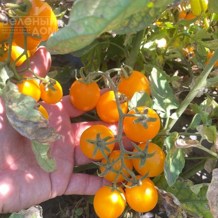 Реджиум F1 / Redzhium F1, 65-70 дней фото 1