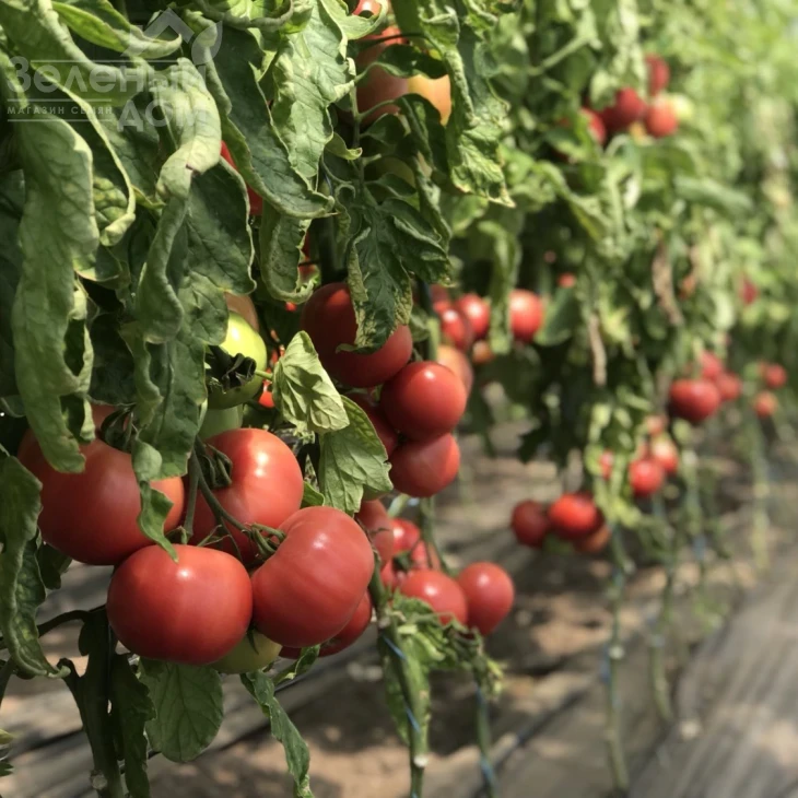 Пинк Клер F1  (HTP-11) / Pink Claire F1  (HTP-11),105-115 дней фото 3