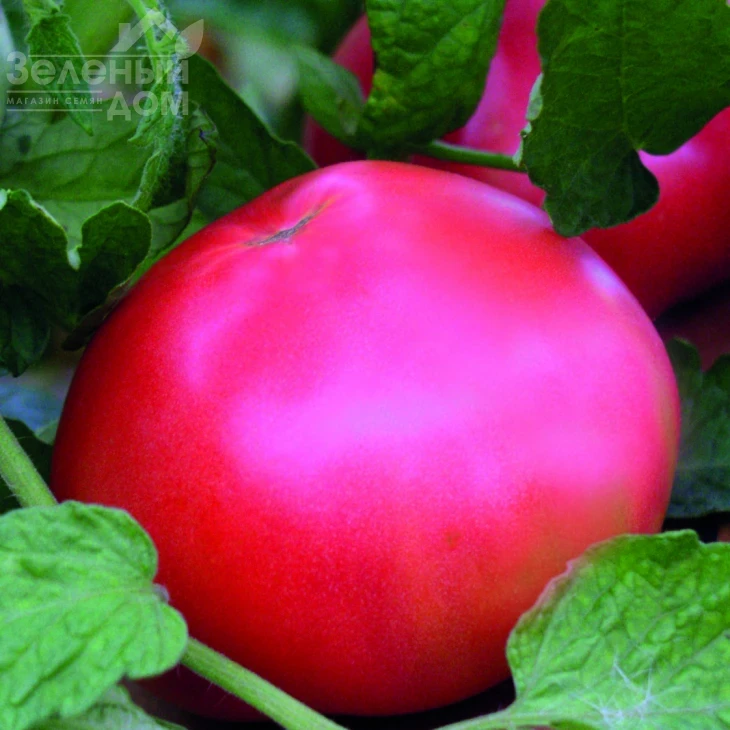 Корнеевский / Korneevskyi  фото 1