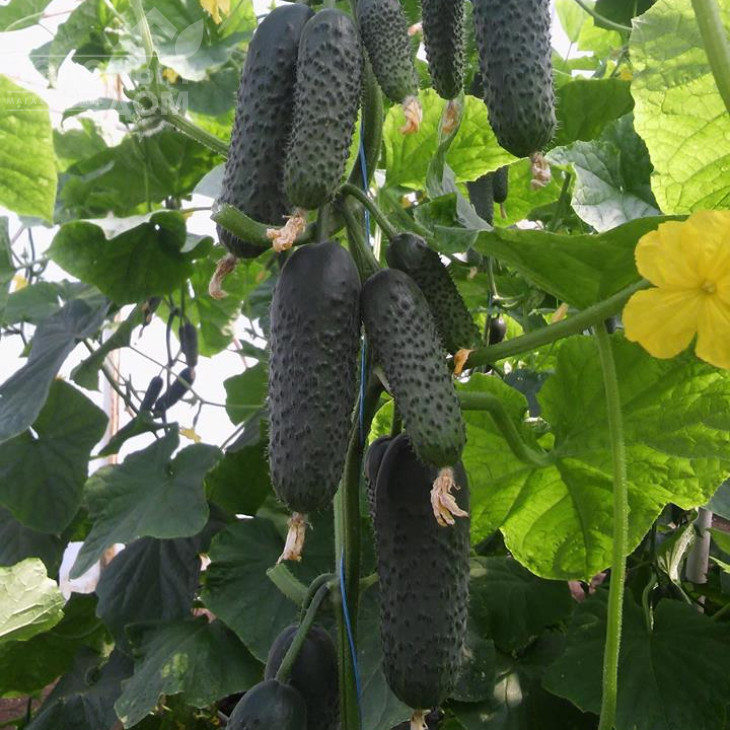 СВ 4097 CV F1 / SV 4097 CV F1,42-44 днів фото 1