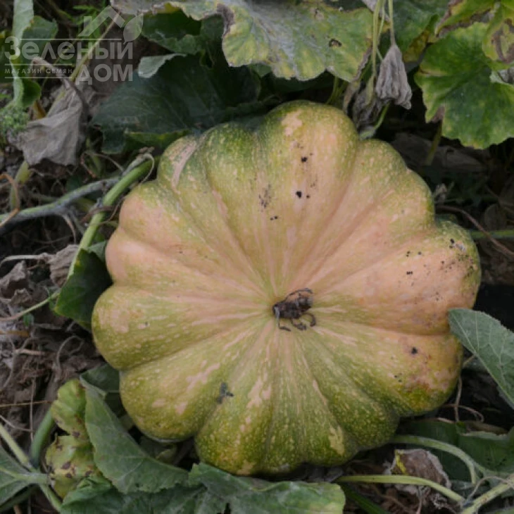 Вест / West фото 4