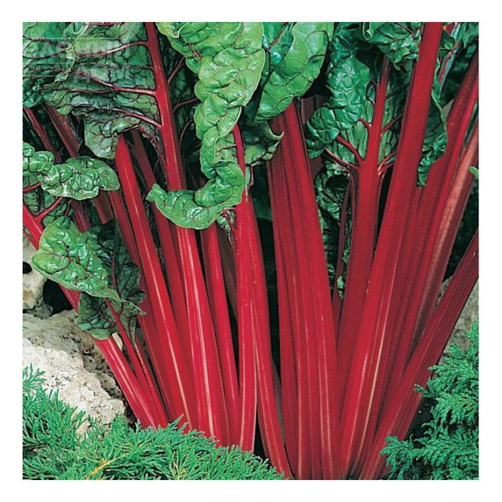 Мангольд / Mangold фото 1