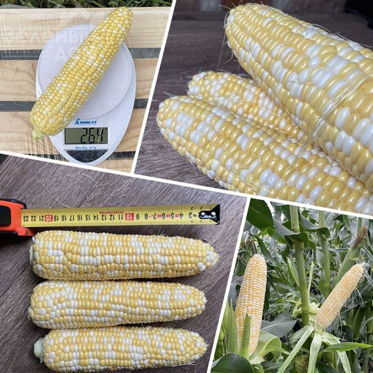 Ескорт F1 / Escort F1,76 днів фото 5