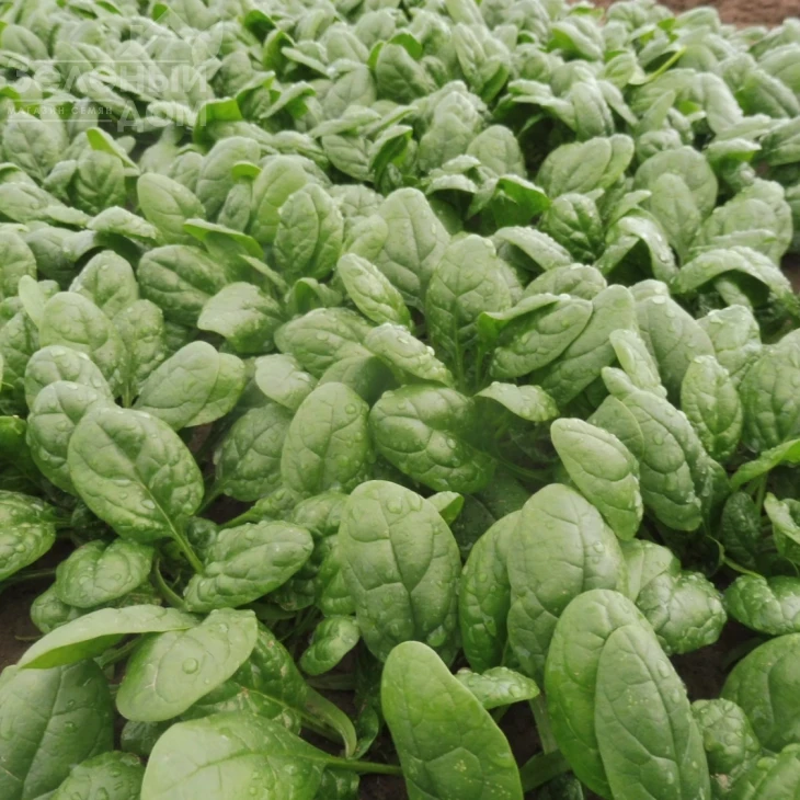 Тундра F1 / Tundra F1 фото 2