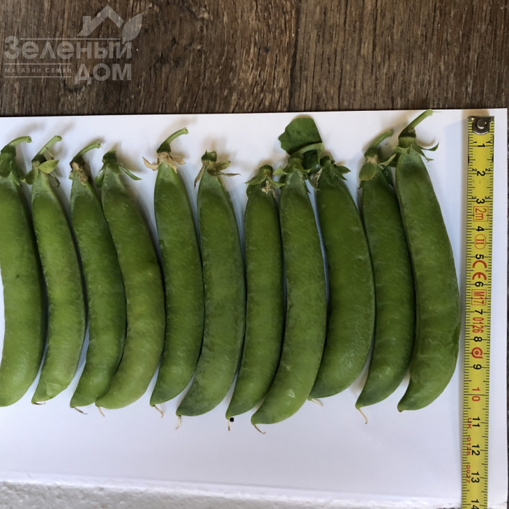 Продіджі / Prodydzhy, 70-75 днів фото 2