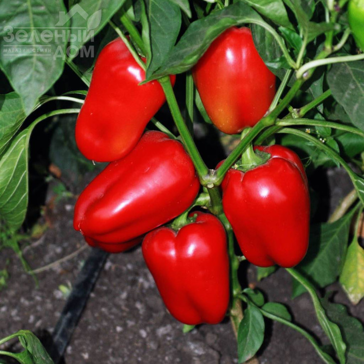 Вікторія / Viktoria фото 3