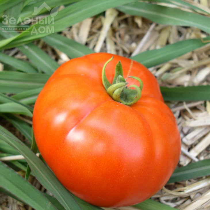 Пріма Люкс F1 / Prima Lux F1, 92-95 днів фото 1