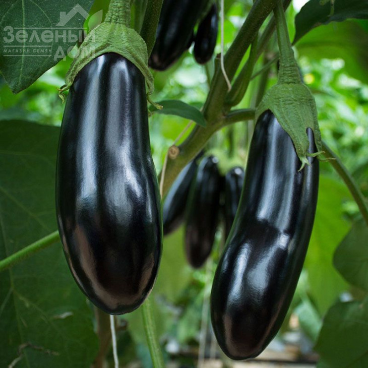 Анамур F1 / Anamur F1, 55 днів фото 1