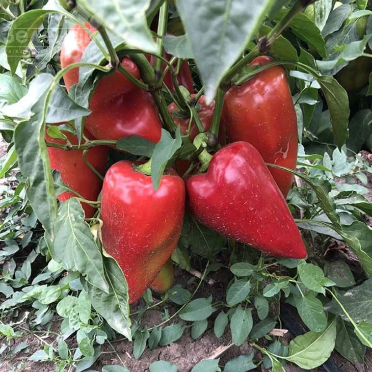 Кольт F1 / Kolt F1,50-55 дней  фото 2