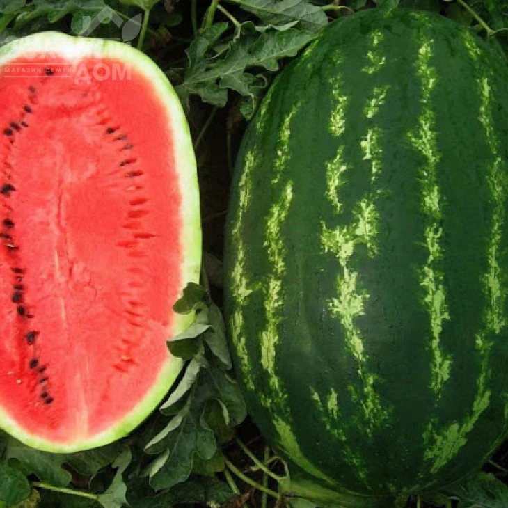 Призматика F1 / Prizmatika F1,80 дней фото 2