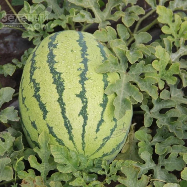 ЛС 1551 F1 / LS 1551 F1,62-65 дней фото 5