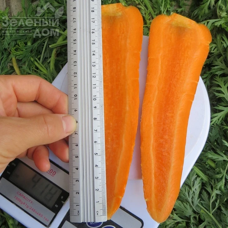 Скарла / Scarla,130-140 дней фото 2