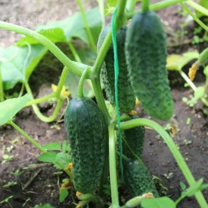 Бетина F1 / Betina F1,38-40 дней фото 3