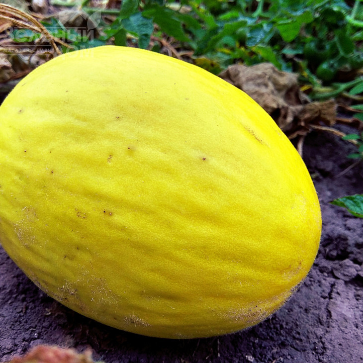 Дукрал F1 / Ducral F1, 70-75 днів фото 2