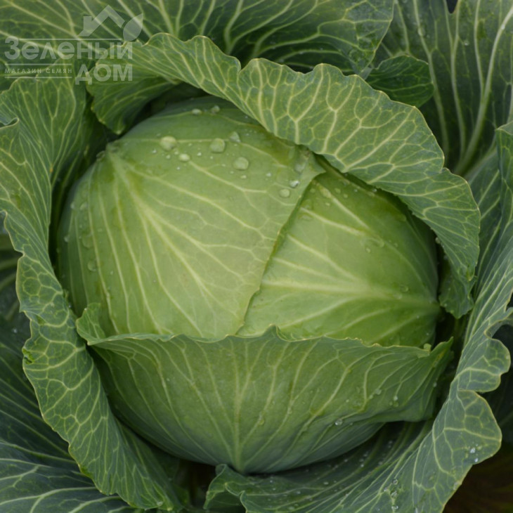 Бруно F1 / Bruno F1,80 днів фото 2