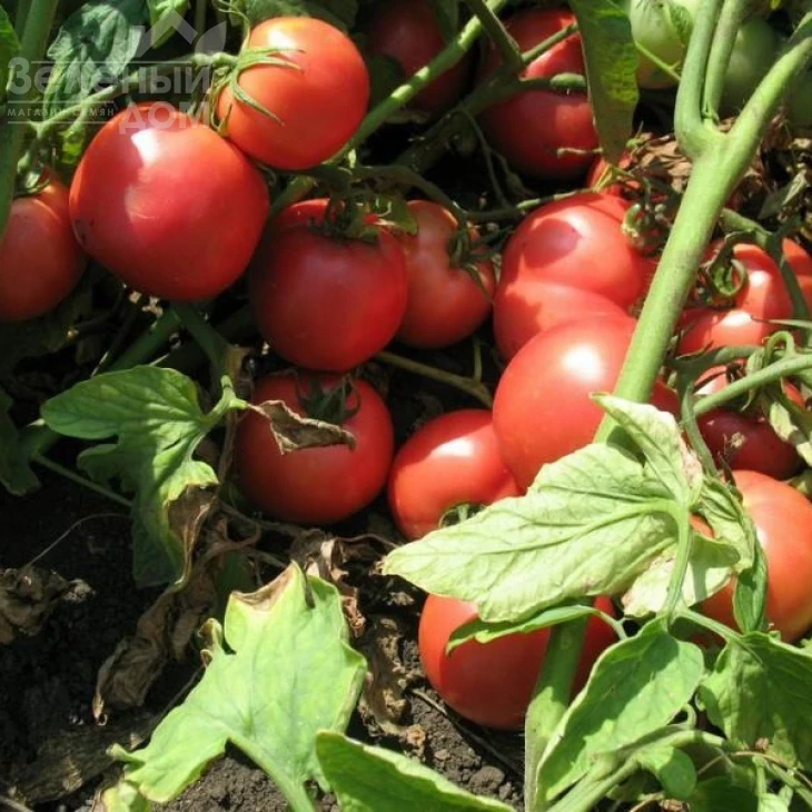 Тарпан F1 / Tarpan F1,98-105 дней фото 2