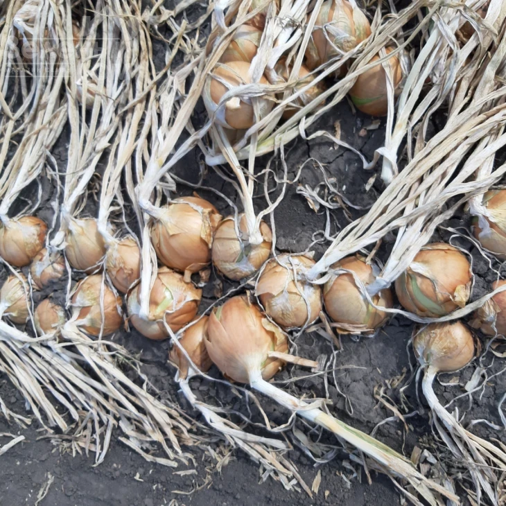 Джела F1 / Dzhela F1, 100-110 дней фото 2