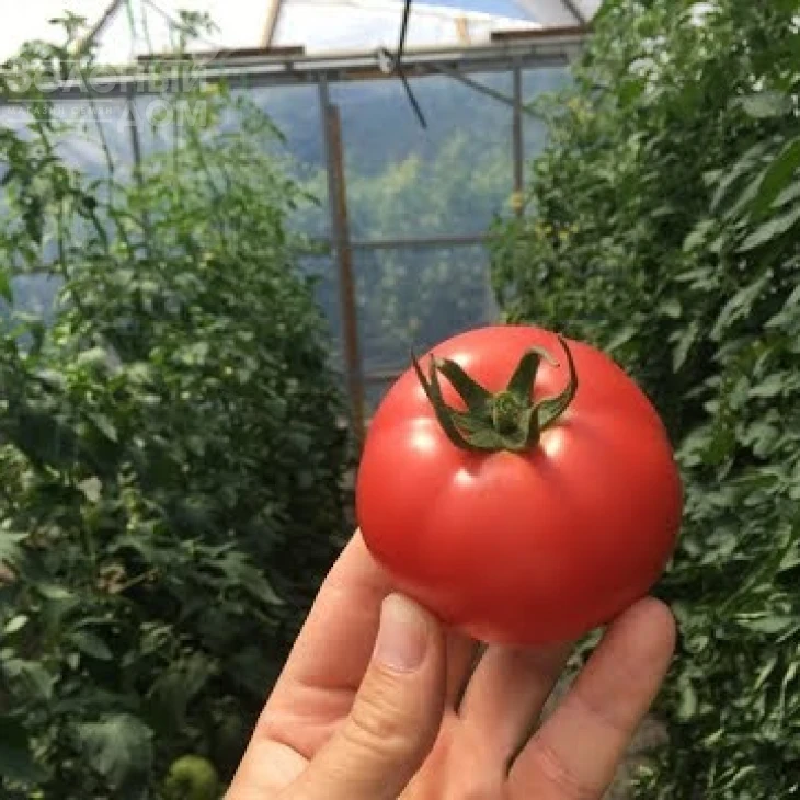 Малинка Стар F1 / Malinka Star F1,85-95 дней фото 2