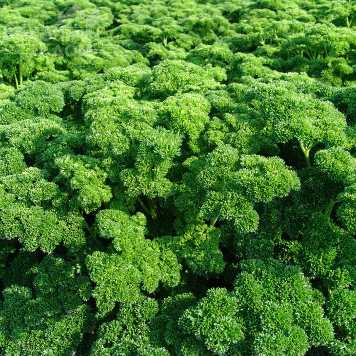 Астра / Astra,80-90 дней фото 1