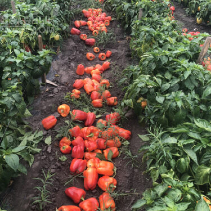 Діамант F1 / Diamant F1,40-45 днів фото 2