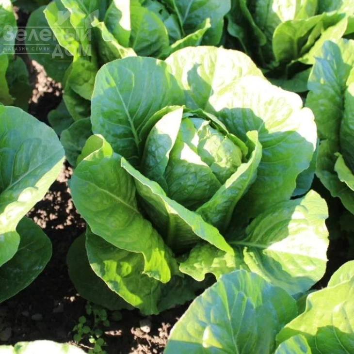 Яра / Jara фото 2