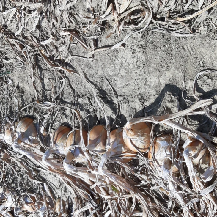 Отаман F1 / Otaman F1, 105-110 дней фото 3